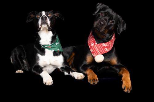 Rottieins-24
